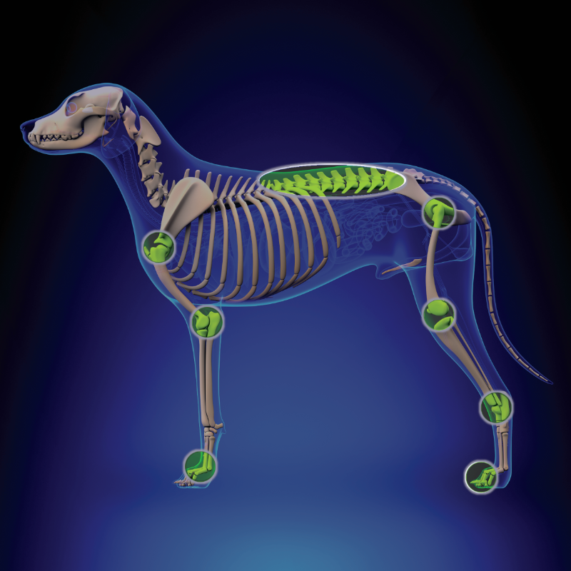 Diagram showing more than 20 areas of a dog's body that shock wave therapy can treat, from the shoulder and elbow to the hip, knee, spine and feet