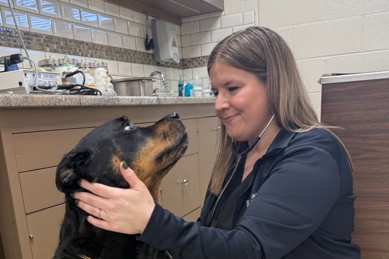 Dr. Dana Sweeton examining a dog at Veterinary Urgent Care in Madison Heights, MI